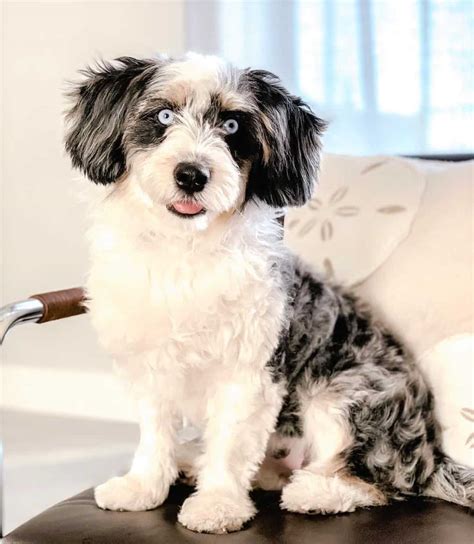 Miniature Aussiedoodle: Info, Temperament, Pictures, and FAQ