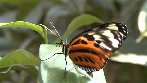 A Richmond Birdwing Butterfly (Ornithoptera Richmondia) Resting On Foliage Stock Footage Video ...