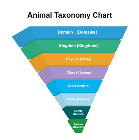 Animal Taxonomy Chart | EdrawMax Free Editbale Printable | Taxonomy ...