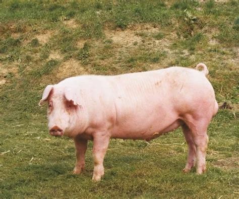 Landrace Pig Breed– Characteristics, Origin, Breed Info, and Lifespan