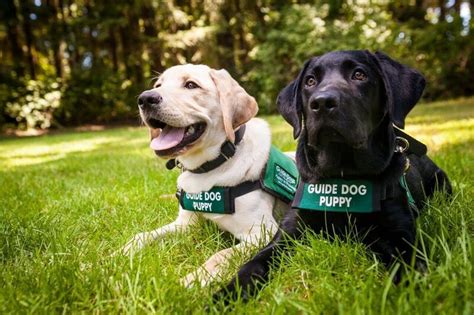 Guide Dogs for the Blind Office Photos