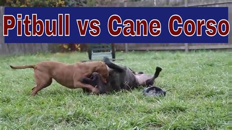 Pitbull vs Cane Corso: Who Won The Fight? - YouTube