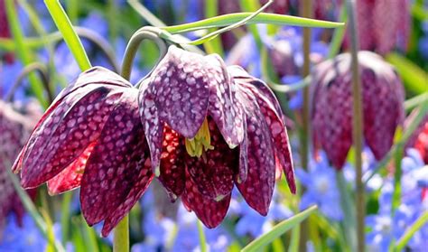 Fritillaria meleagris