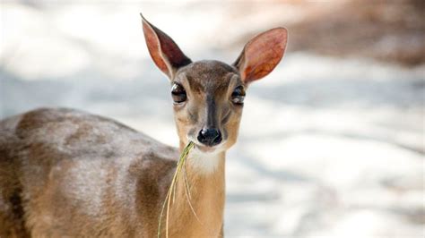 suni antelope eating grass at andbeyond Mnemba island | Африка