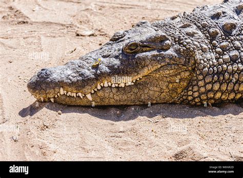 Crocodile Skin High Resolution Stock Photography and Images - Alamy