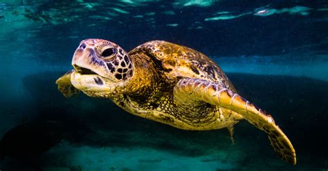 Giant Pacific Ocean Sea Turtles are Making a Comeback - Goodnet