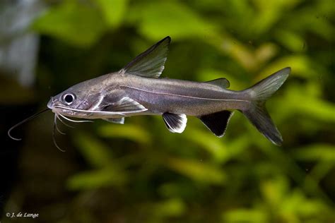 Tete Sea Catfish Hexanematichthys By Don Farrall | ubicaciondepersonas ...