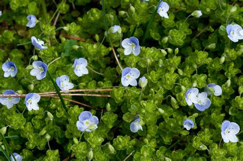 Violet flower, Ground cover, Native plants