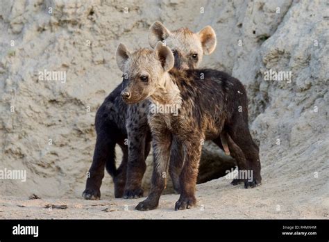 Cute hyena cubs Stock Photo - Alamy