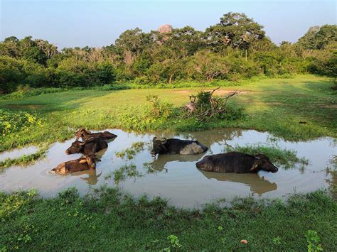 Yala National Park | Mustseespots.com