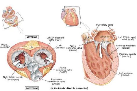 chordae tendineae - ModernHeal.com