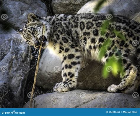 Snow Leopard Cub Playing with Stick Stock Image - Image of capturing, grown: 104947467