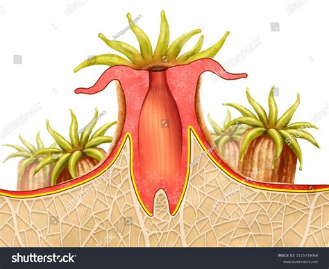 Anatomy Coral Polyp Illustration Stock Illustration 2115739064 ...