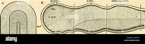 . Chordate anatomy. Chordata; Anatomy, Comparative. 384 CHORDATE ...