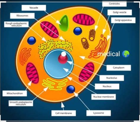 Cell structure and function - Ygraph