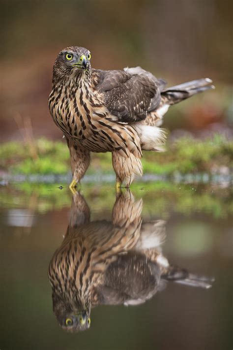 Juvenile Northern Goshawk in a drinking pool Photograph by Marcel De ...