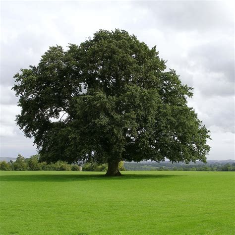 Water Oak Tree – Green Thumbs Garden