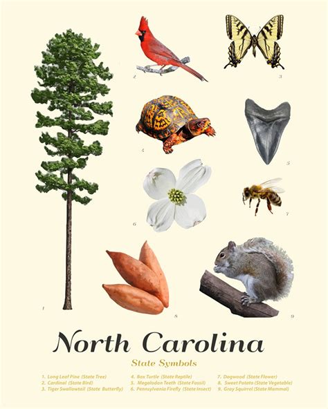 North Carolina State Symbols Typology North Carolina Art | Etsy