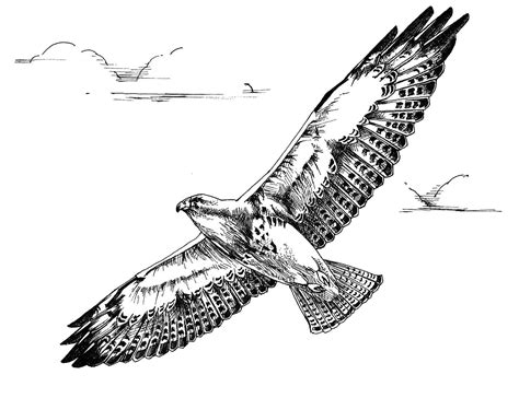 File:Black and white line art drawing of swainson hawk bird in flight ...