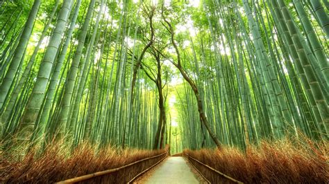 Bamboo Forest Japan Computer Wallpaper (51+ images)