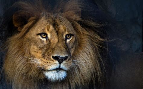 Lion Animals Wallpapers Hd Desktop And Mobile Backgro - vrogue.co