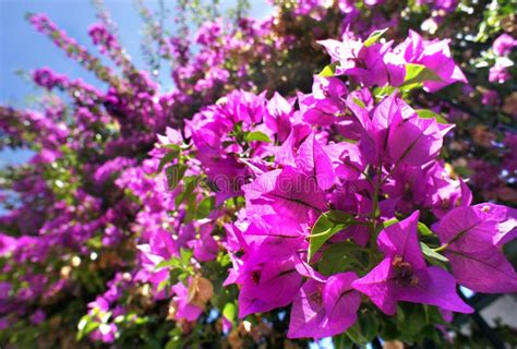 Beautiful Mediterranean Terrace With Pink Flowers Stock Image - Image ...