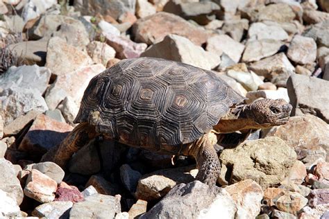 Sonoran Desert Tortoise Photograph by Douglas Taylor - Pixels