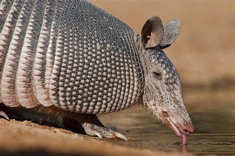 Nine-banded Armadillo (dasypus Photograph by Larry Ditto