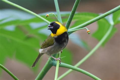 Cuba Birding Tour | Endemic Birds | Bee Hummingbird