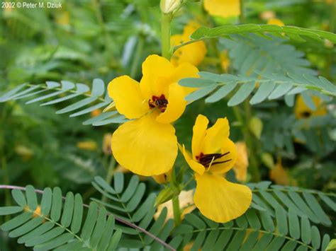 Chamaecrista fasciculata (Partridge Pea): Minnesota Wildflowers