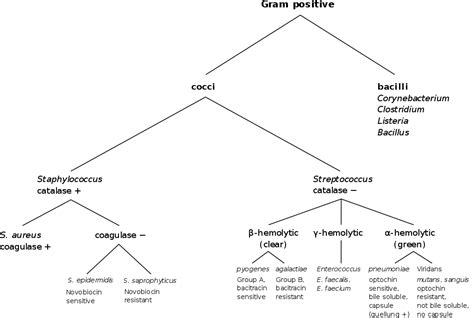 Gram Positive Rods