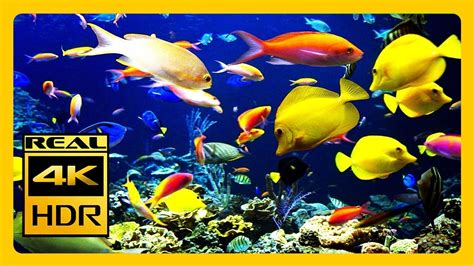 Aquarium For Relax In 4k HDR Video & RELAXING MUSIC For Meditation ...