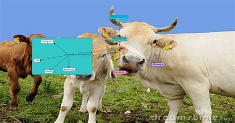 Dehorning methods (1).cmap