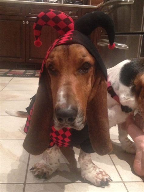 14 Trendy Basset Hound Halloween Costumes | Page 2 of 3 | PetPress ...