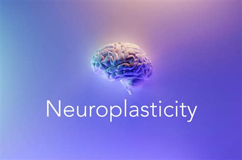 NEUROPLASTICITY