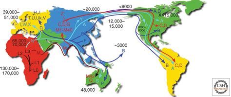 Mitochondrial DNA Genetics and the Heteroplasmy Conundrum in Evolution and Disease