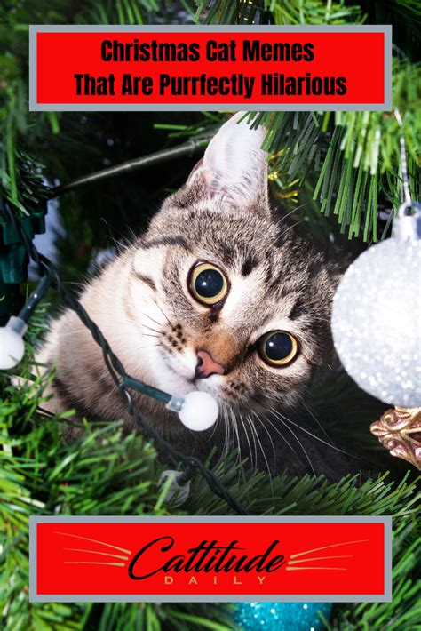 Christmas Cat Memes Christmas cat memes, Christmas cats