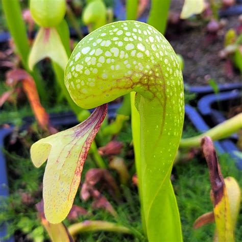 Carnivorous Plant Nursery | Flesh-Eating Plant Retailer