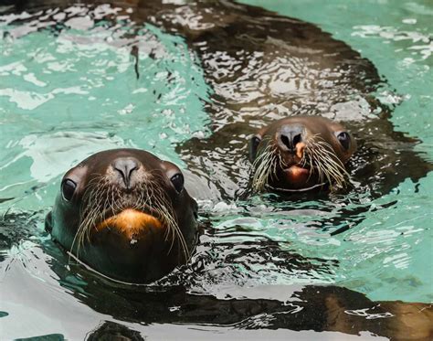 Two Orphaned Steller Sea Lion Pups Get a Second Chance at Life | The Marine Mammal Center