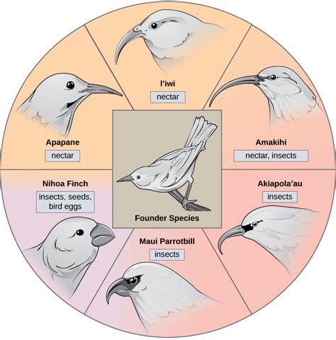 Darwins Finches Adaptive Radiation