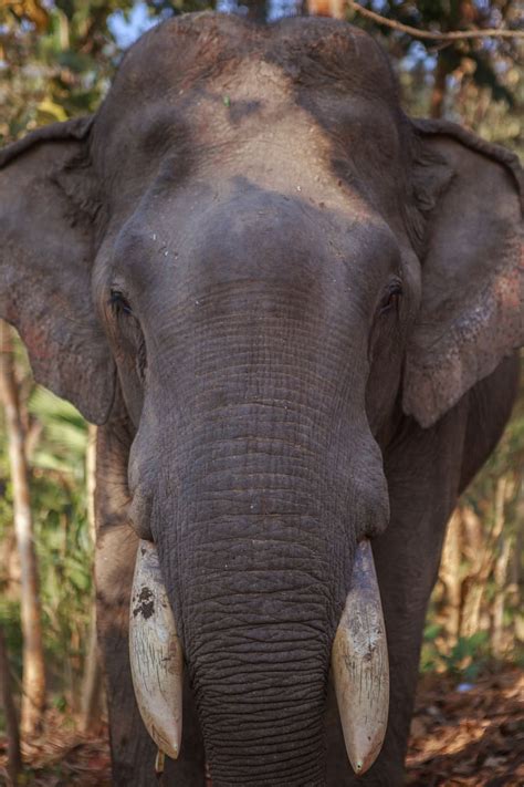 HD wallpaper: myanmar (burma), tambon mae la, tusk, animal, elephant, endangered | Wallpaper Flare