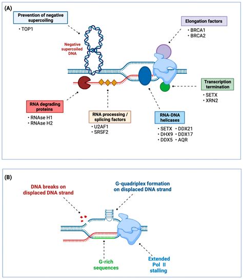 IJMS | Free Full-Text | R-Loops and R-Loop-Binding Proteins in Cancer ...