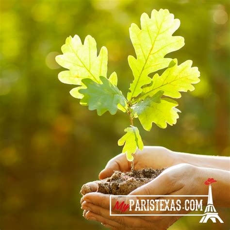 FREE Oak Tree Seedlings this Saturday - MyParisTexas