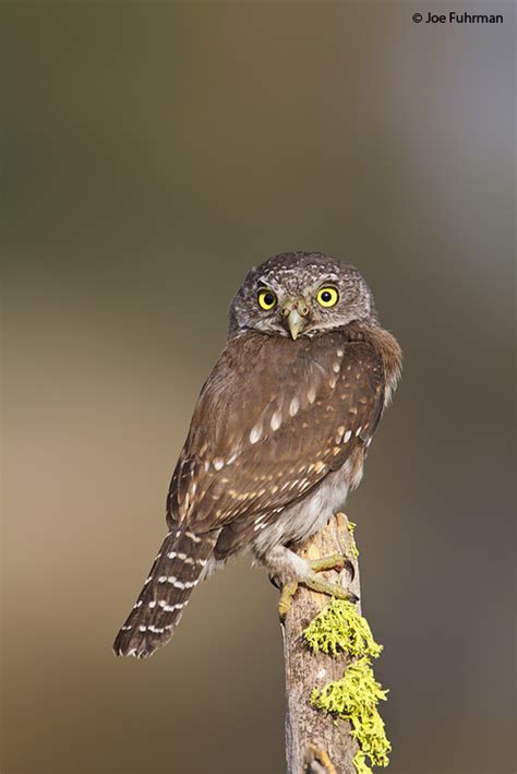 Northern Pygmy-Owl – Joe Fuhrman Photography