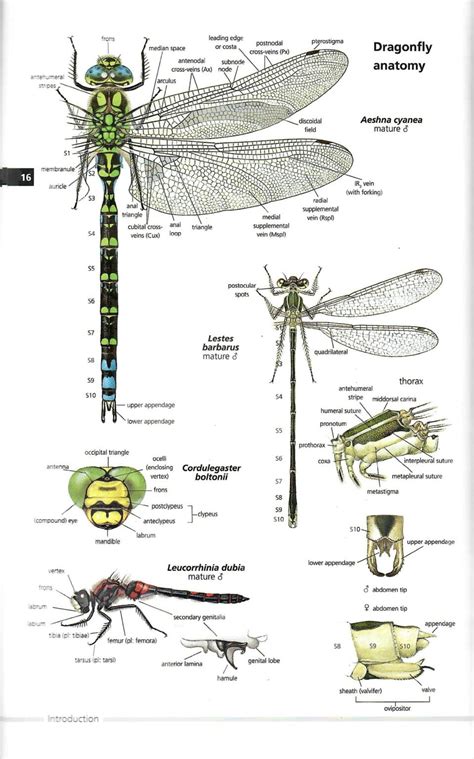 Book Review: Field Guide to the Dragonflies of Britain and Europe | Ireland's Wildlife