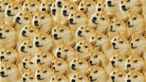 Doge 1080P, 2K, 4K, 5K HD wallpapers free download | Wallpaper Flare