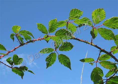 Bramble Branch, IMG_0973