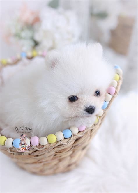 Pomeranian Puppy #064 | Teacup Puppies & Boutique