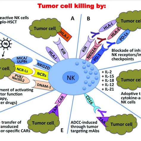 | Clinical applications of NK cells in the immunotherapy against... | Download Scientific Diagram