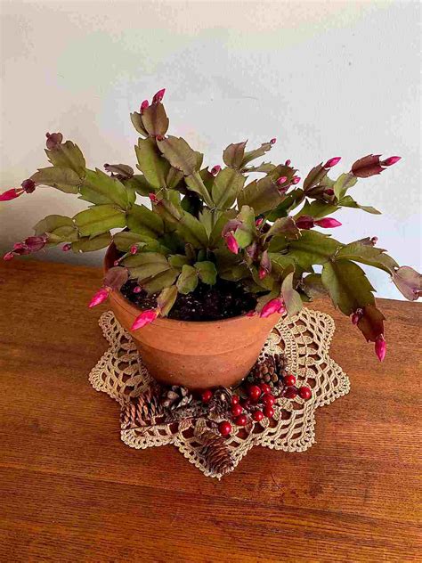 How to Propagate Christmas Cactus: Step-by-Step Guide